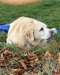 Photo of Carley, Gregory Cortis's Labrador. She is an elderly dog, lying in a pile of leaves on a grassy lawn.